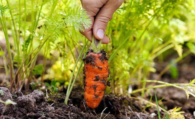 Як врятувати листя моркви від пожовтіння та чорних плям: корисні поради