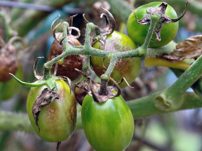 Розведення мідного купоросу для помідорів: чому це важливо?