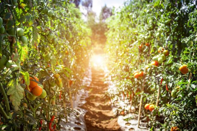 Як врятувати помідори у спеку: 5 кроків для збереження врожаю