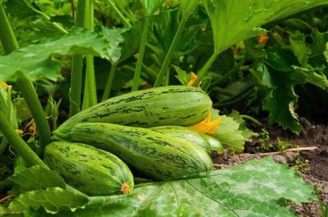 Три проблеми при вирощуванні кабачків: як їх вирішити і збирати по 100 плодів з куща