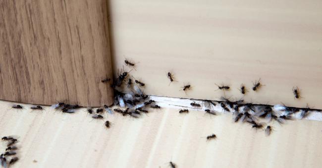 Як позбутися від комах у будинку без хімії: народні методи