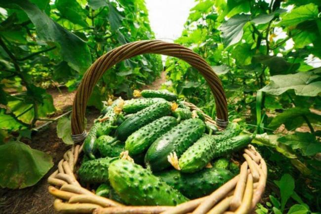 Як правильно збирати огірки з грядок, щоб не втратити урожай