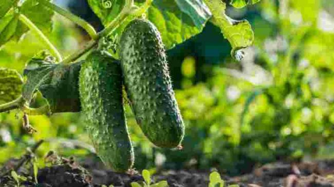 Як збільшити врожай та продовжити плодоношення огірків: потрібні 4 компоненти
