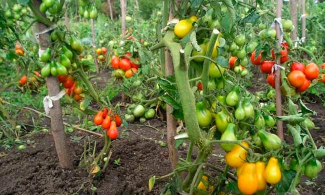 Три важливих кроки для отримання високого врожаю помідорів, коли формується зав`язь