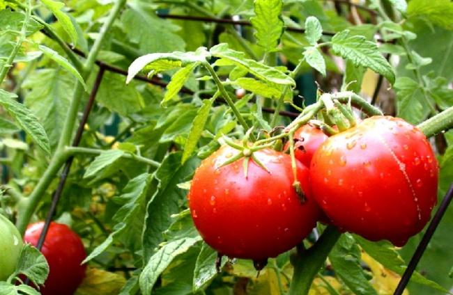 Чим підживлювати кущі помідорів, щоб швидше отримати плоди