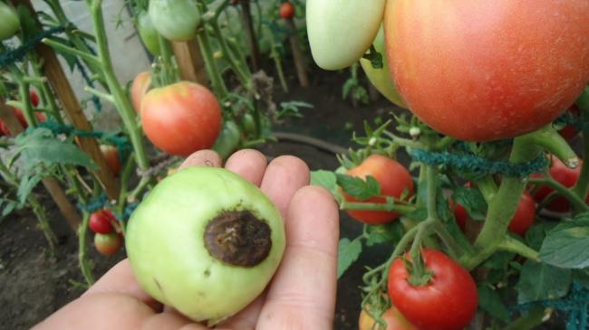 Вершинна гниль на помідорах: як врятувати врожай - народні методи