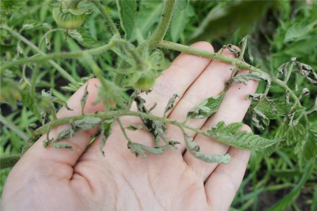 Скручується листя на помідорах: як врятувати кущі та урожай