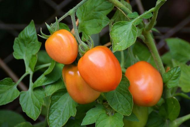 Як приготувати із помідорного бадилля засіб проти попелиці та плодожерки