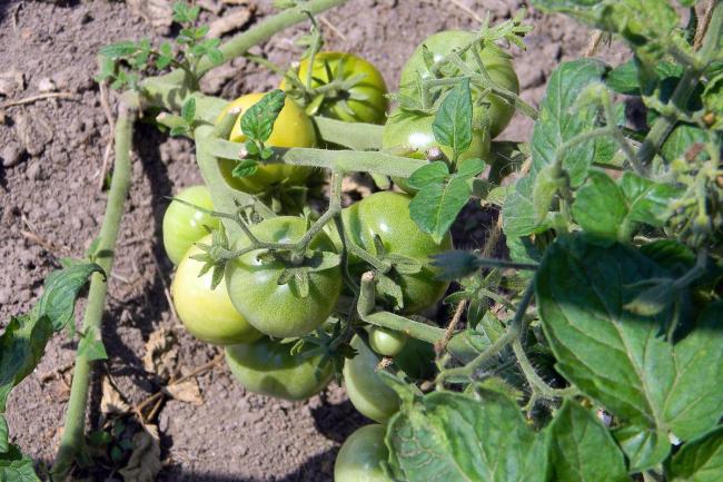 Чим обприскати помідори у серпні, щоб отримувати соковиті томати до осені
