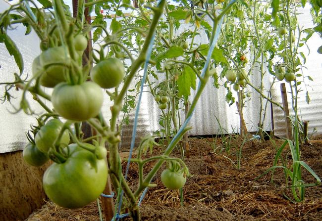 Обрізка та вершкування помідорів: як правильно прищипувати верхівки