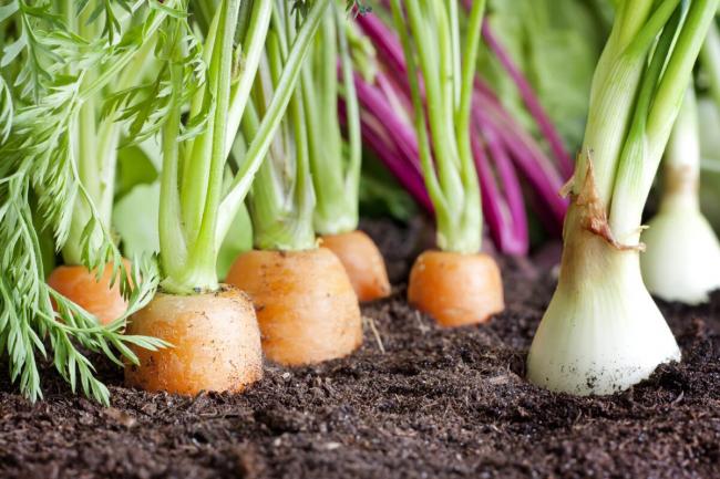 Деревний попіл та борна кислота: відмінне підживлення для збільшення урожаю овочів