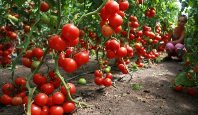 Прискорюємо дозрівання томатів: дієві способи від досвідчених дачників