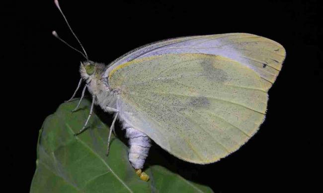 Як позбутися метеликів білянок, які шкодять капусті: народний метод без хімії