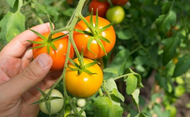 Правильна підгодівля томатів в липні-серпні для наливу кистей і великих плодів
