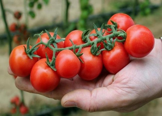 Чим обприскати і підживити томати в другій половині літа: поради для гарного врожаю