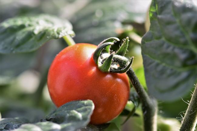 Чим підгодувати помідори у серпні, щоб отримувати соковиті плоди до осені