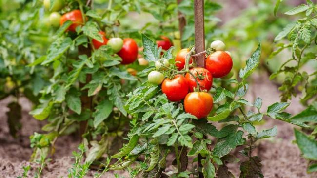 Як зрозуміти, що помідорам не вистачає поживних речовин