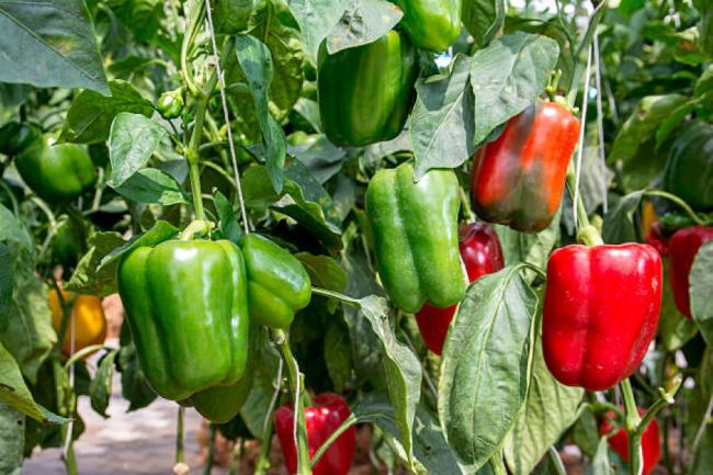 Як правильно поливати перець, щоб був хороший урожай: поради городникам