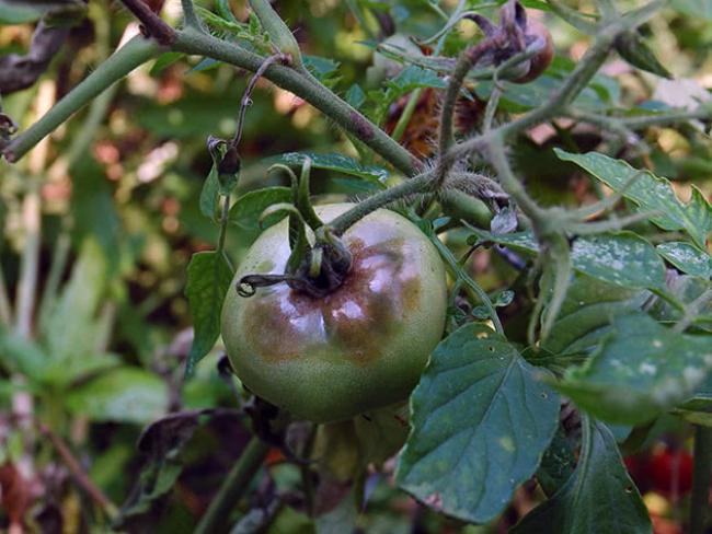 Способи боротьби з сірими плямами на помідорах
