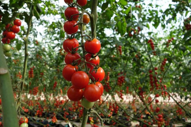 Догляд за помідорами черрі у відкритому ґрунті в серпні: поради