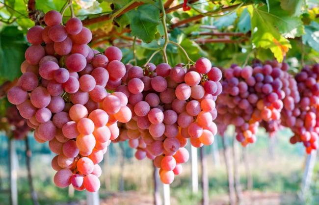 Чим підживити виноград в серпні, щоб плоди були солодшими
