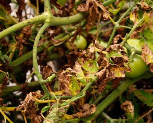 "Суха" гниль на томатах: кущі сохнуть та чорніють за кілька днів - як врятувати урожай