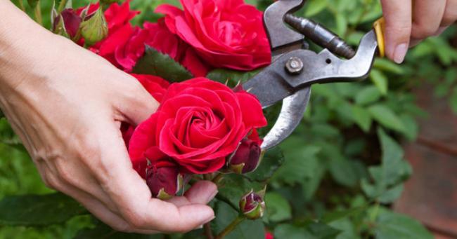 Літня обрізка троянд: яких помилок припускаються багато садівників