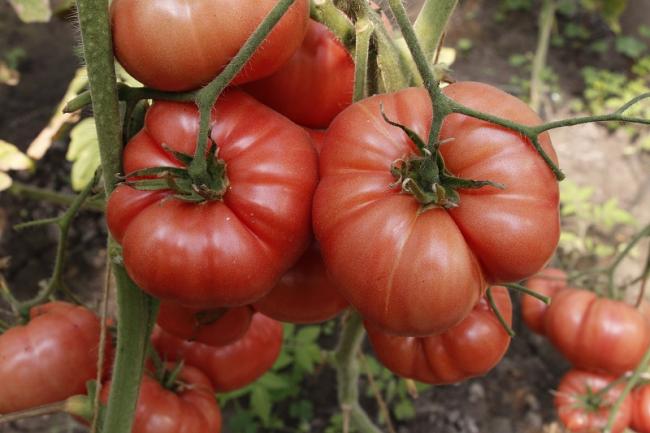 Чим удобрити помідори, щоб вони швидше червоніли і дозрівали: три дієвих підживлення