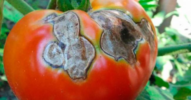 Сухі плями на листях та плодах: ця хвороба може знищити весь урожай помідорів - як боротися