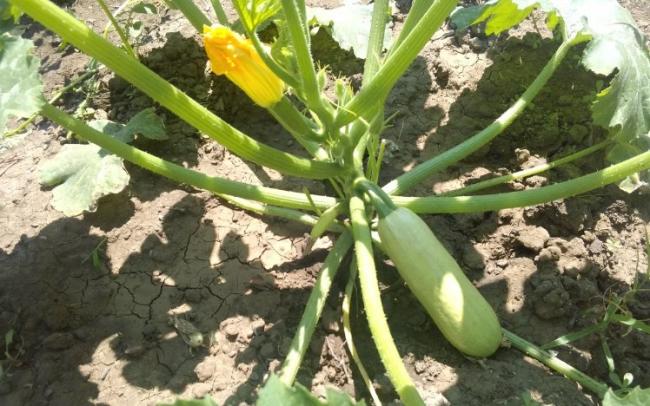 Як збільшити урожай кабачків під час плодоношення: корисна хитрість