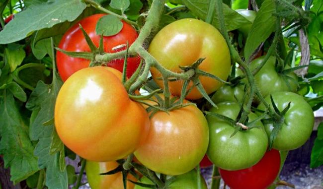 7 причин, чому обсипаються квіти і зав’язі у помідорів і що робити для порятунку врожаю