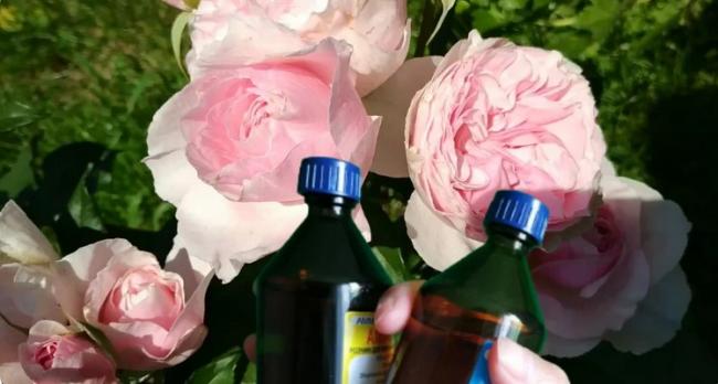 Аптечний засіб для троянд від хвороб - щоб плямистість більше не дошкуляла: просте рішення