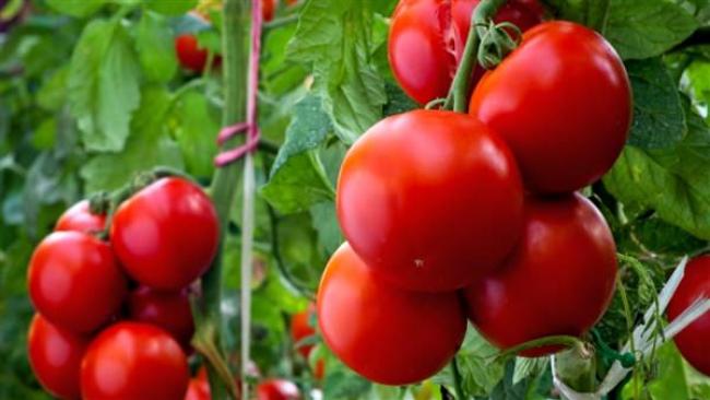 Не кожен дачник знає: чому поливати помідори слід перестати вже наприкінці літа