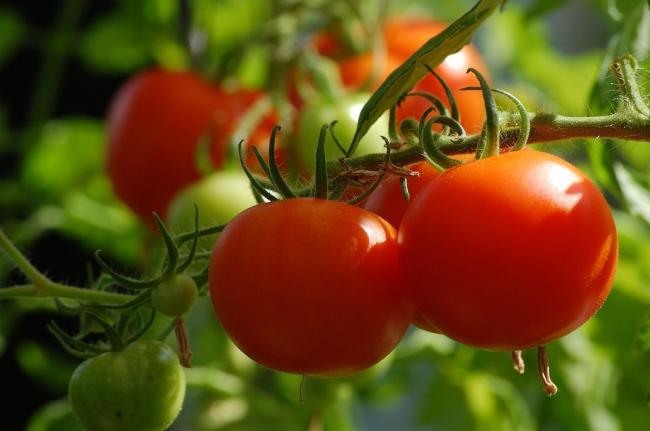 Дві важливі помилки поливу томатів, що призводять до спалахів фітофтори