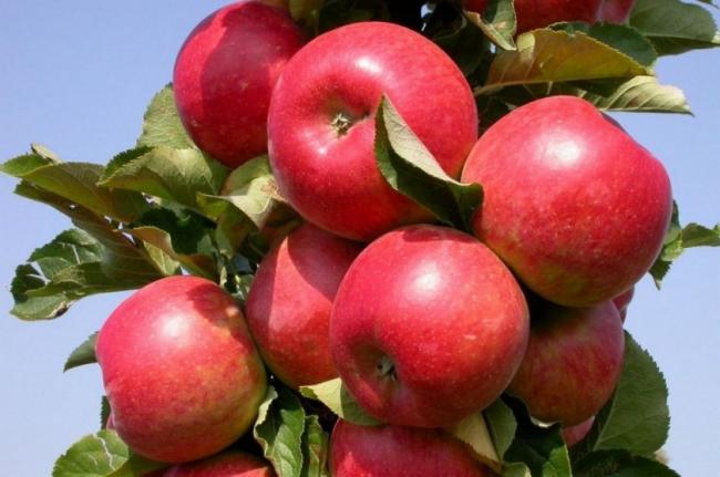 Чим підгодувати яблуню, щоб плоди не обсипалися: сільський секрет