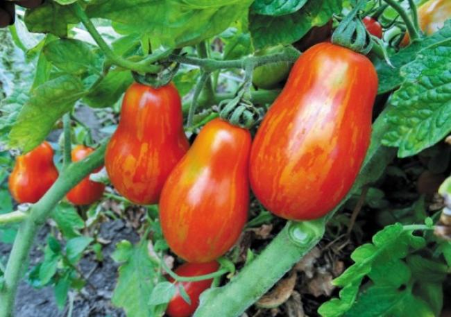 Схожі на екзотичні плоди: ТОП-7 найбільш оригінальних сортів помідорів