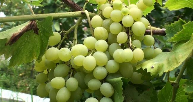 Щоб ягоди зріли швидше: підживлення винограду в серпні перед збором врожаю