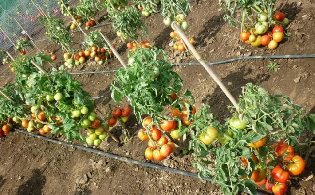 Підлийте помідори бражкою, щоб отримати хороший врожай: рецепт підгодівлі