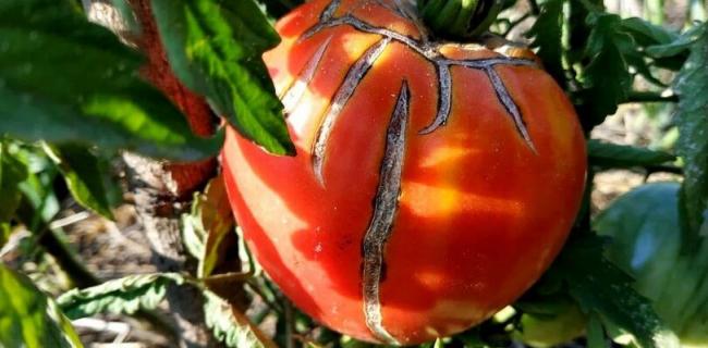 Помідори тріскаються: як уникнути розтріскування помідорів і отримати здоровий врожай