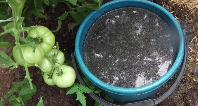 Поливайте помідори підкисленою водою – швидше ростуть і на плодах немає вершинної гнилі