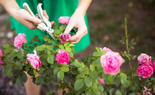 Як доглядати за трояндами у серпні: секрети з розплідників