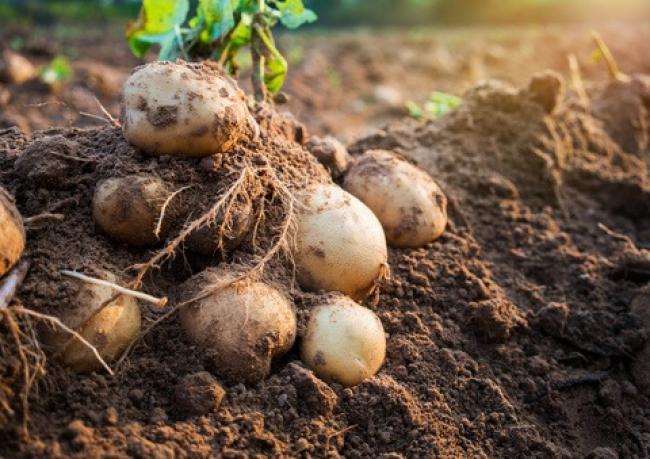 Як досвідчені городники проводять оздоровлення ґрунту після збирання картоплі