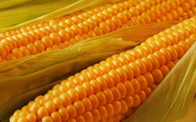 Як правильно заморозити кукурудзу на зиму, щоб максимально зберегти її користь