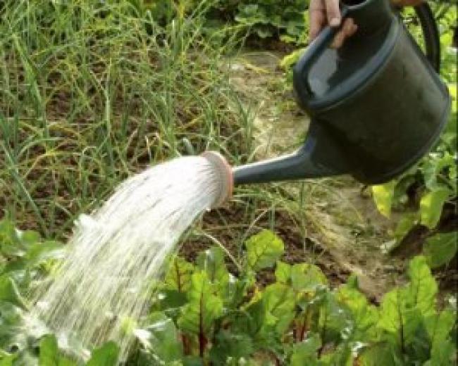 Рослинництво "для чайників": як поліпшити якість води підручними засобами