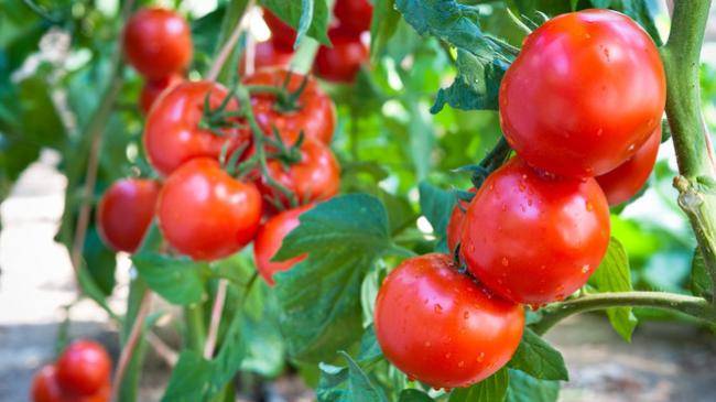 Що в серпні дати перцям і помідорам, щоб вони швидко і рясно дозрівали