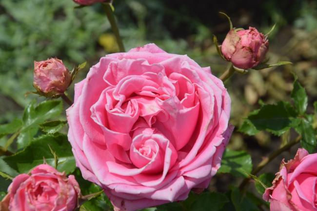 Пахнуть на весь квітник: ТОП-10 сортів найбільш ароматних троянд