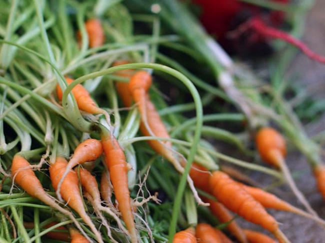 Озима морква: посадка під зиму у 2022 році