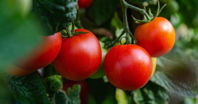 Чому потрібно "солити" грядки з помідорами, та яка від цього користь