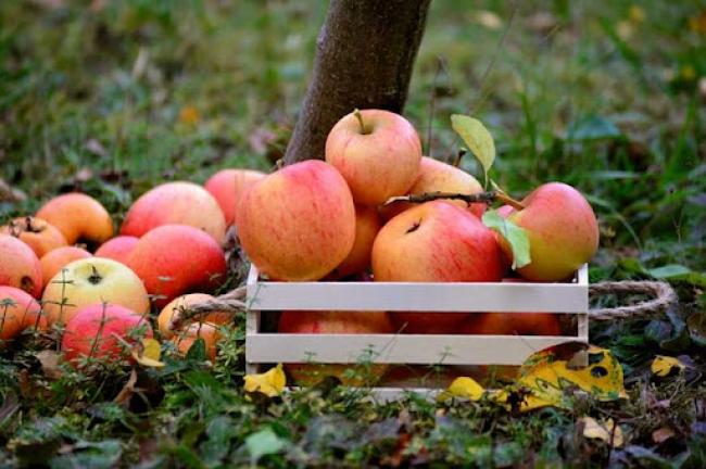 Що робити з яблуками: три смачних та простих рецепти