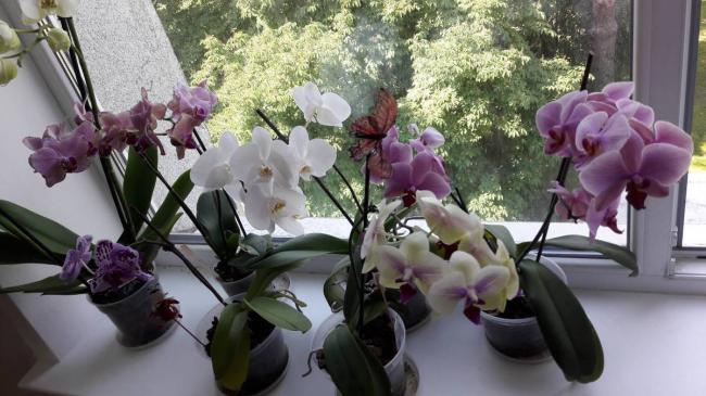 Орхідеї потрібно поливати правильно: кілька маленьких секретів